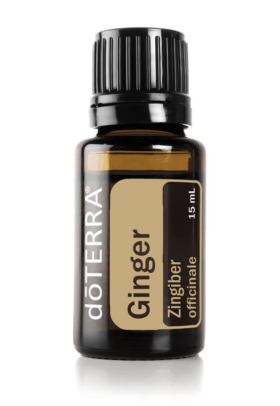 Ginger  Zingiber officinale