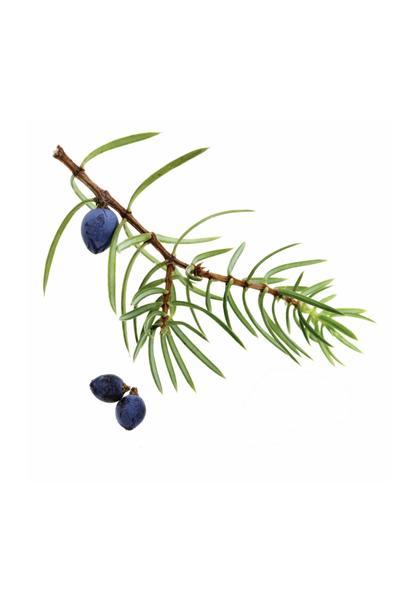 Juniper Berry  Juniperus communis