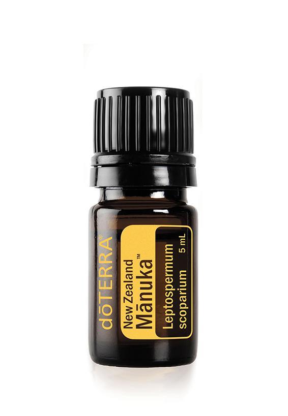 Manuka Leptospermum scoparium