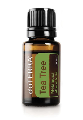 Tea Tree Melaleuca alternifolia Oil